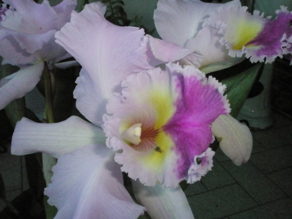 Name:  P2030010 (600 x 450).jpg
Views: 976
Size:  51.5 KB