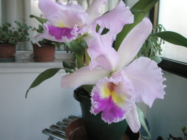 Name:  P2030005 (600 x 450).jpg
Views: 955
Size:  50.8 KB