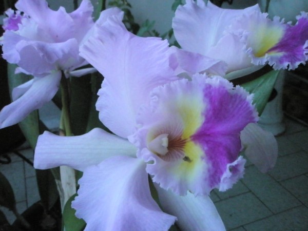 Name:  P2030008 (600 x 450).jpg
Views: 926
Size:  52.5 KB