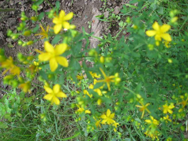 Name:  IMG_2855.jpg
Views: 1348
Size:  67.1 KB