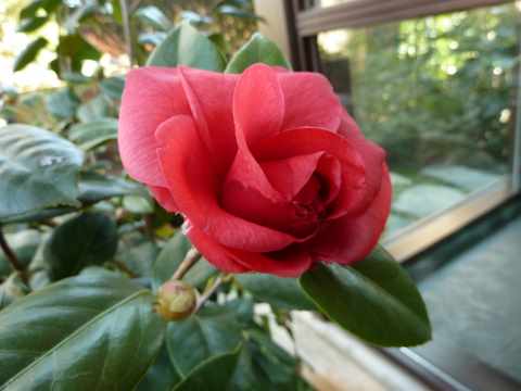 Name:  Bahe 13 ubat 2011 001.JPG
Views: 1083
Size:  35.6 KB