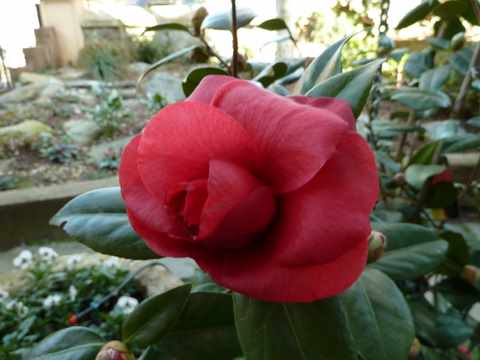 Name:  Bahe 13 ubat 2011 002.JPG
Views: 1060
Size:  37.1 KB