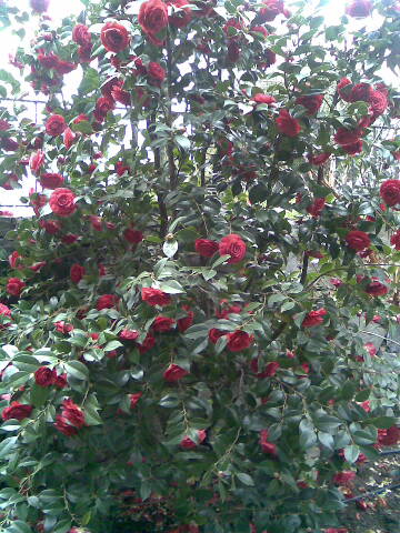 Name:  Camellia Japonica Nisan 2010.jpg
Views: 1248
Size:  54.7 KB