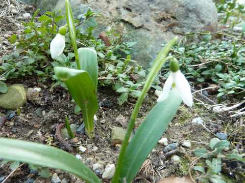 Name:  Bahe 13 ubat 2011 010.JPG
Views: 1104
Size:  52.7 KB