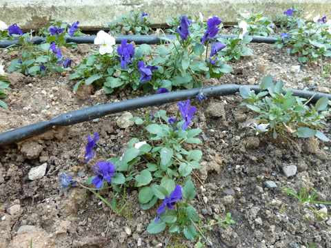 Name:  Bahe 13 ubat 2011 012.JPG
Views: 1077
Size:  57.3 KB