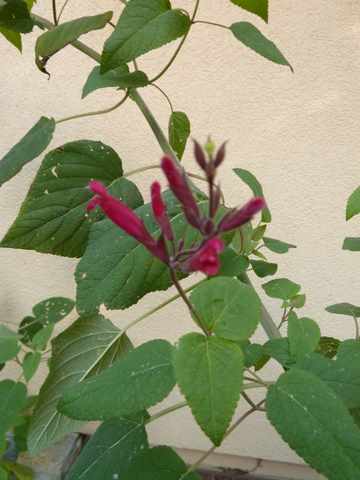 Name:  Bahe 13 ubat 2011 015.JPG
Views: 1071
Size:  29.8 KB