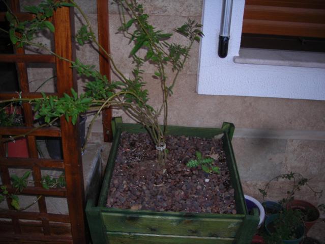 Name:  DSCN4216.jpg
Views: 523
Size:  43.3 KB