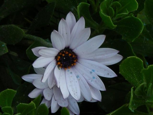 Name:  DSCN4260.jpg
Views: 603
Size:  29.7 KB