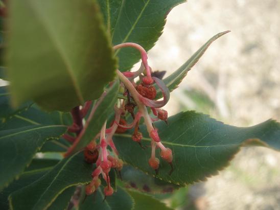 Name:  arbutus unedo.JPG
Views: 3503
Size:  37.8 KB