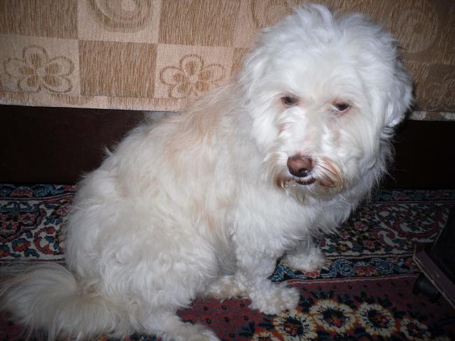 Name:  SDC11834 copy.jpg
Views: 697
Size:  46.2 KB