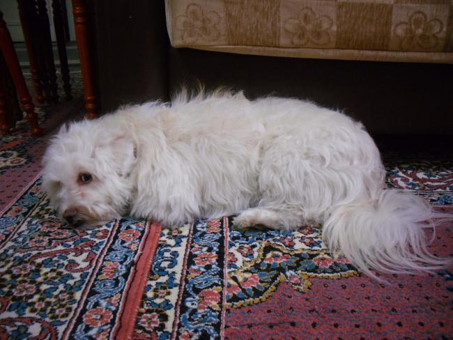 Name:  SDC11838 copy.jpg
Views: 686
Size:  53.3 KB