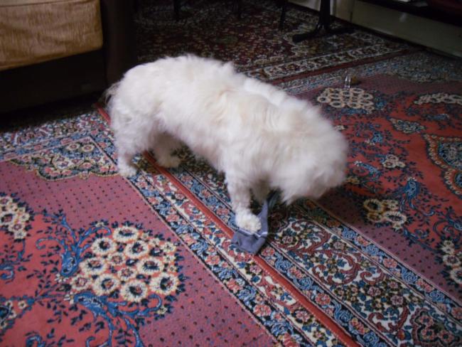 Name:  SDC11844 copy.jpg
Views: 664
Size:  61.1 KB