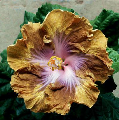 Name:  buttercupbrown.jpg
Views: 528
Size:  33.0 KB