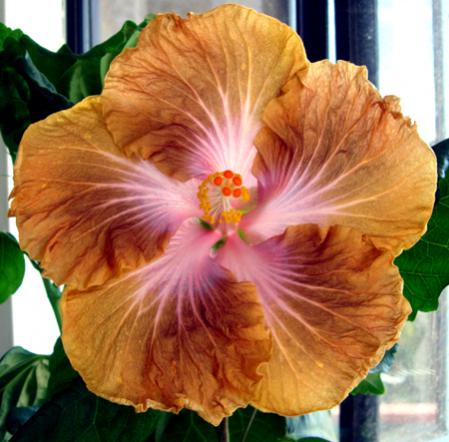 Name:  buttercupwinter.jpg
Views: 524
Size:  35.5 KB