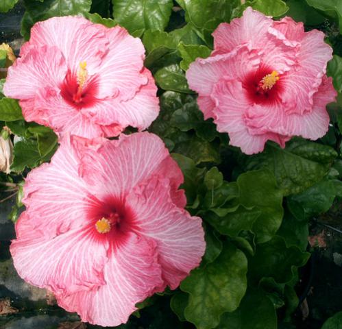 Name:  candystripetriplets.jpg
Views: 542
Size:  44.1 KB