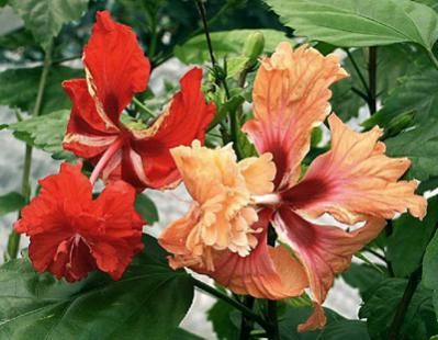 Name:  elcapitolioredorange.jpg
Views: 735
Size:  27.0 KB