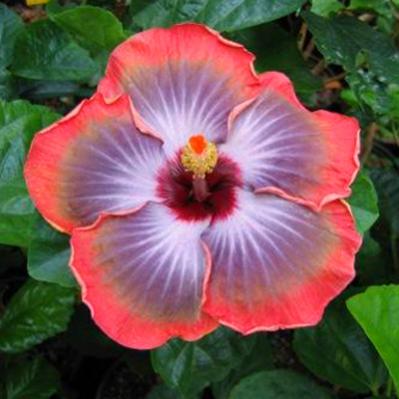Name:  fifthdimensionvivid.jpg
Views: 607
Size:  25.2 KB