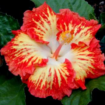 Name:  fireball.jpg
Views: 793
Size:  23.8 KB