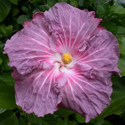 Name:  frostedplum.jpg
Views: 739
Size:  30.2 KB