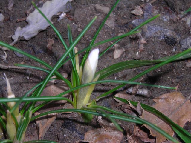 Name:  DSCN4290.jpg
Views: 555
Size:  56.8 KB