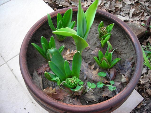 Name:  DSCN4294.jpg
Views: 538
Size:  53.2 KB