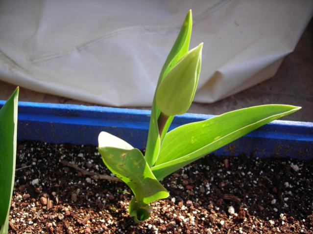 Name:  DSCN4298.jpg
Views: 539
Size:  46.1 KB