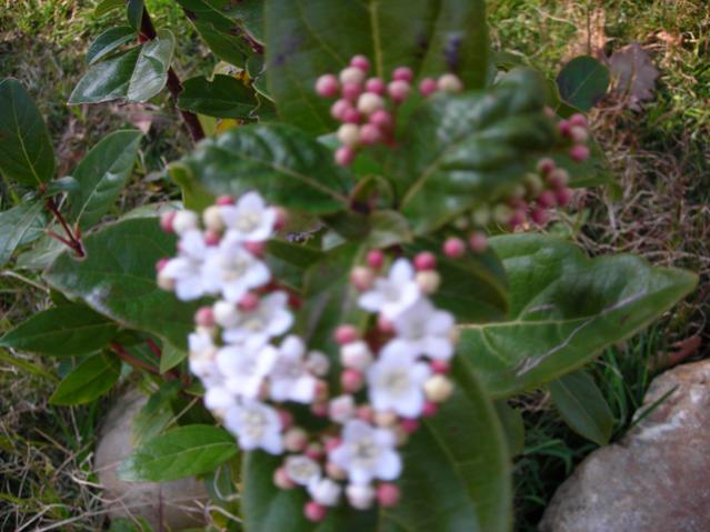 Name:  DSCN4306.jpg
Views: 542
Size:  46.1 KB