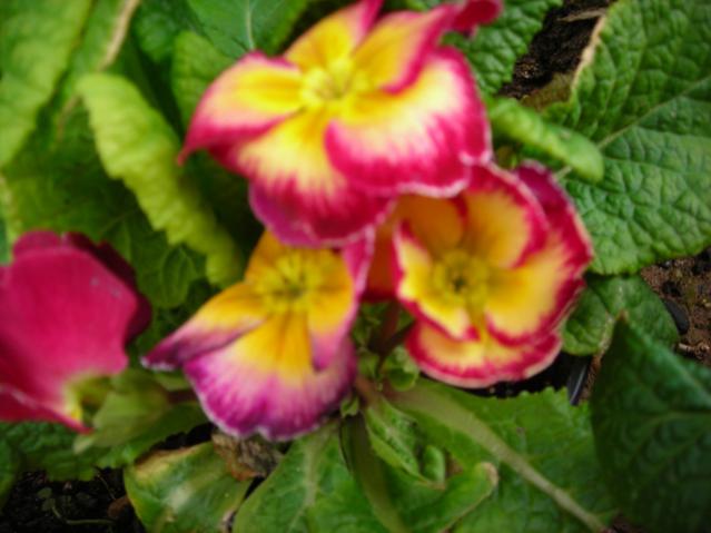 Name:  DSCN4309.jpg
Views: 566
Size:  37.7 KB
