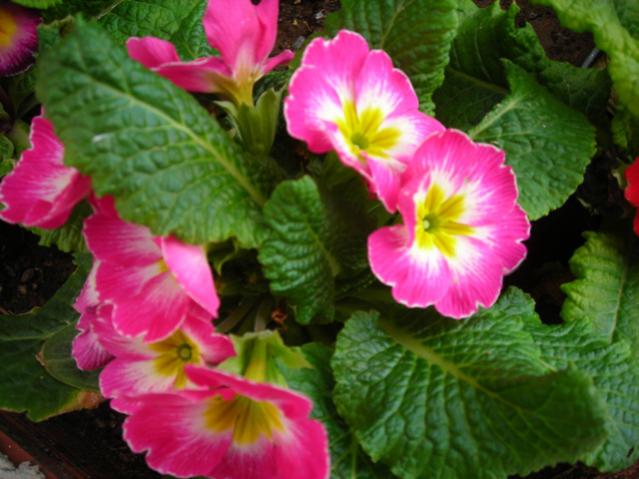 Name:  DSCN4310.jpg
Views: 568
Size:  46.4 KB