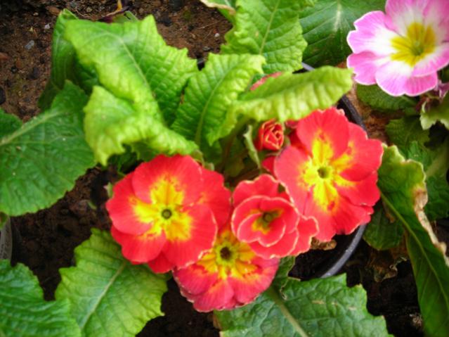 Name:  DSCN4311.jpg
Views: 544
Size:  50.3 KB