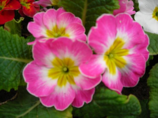 Name:  DSCN4312.jpg
Views: 548
Size:  33.1 KB