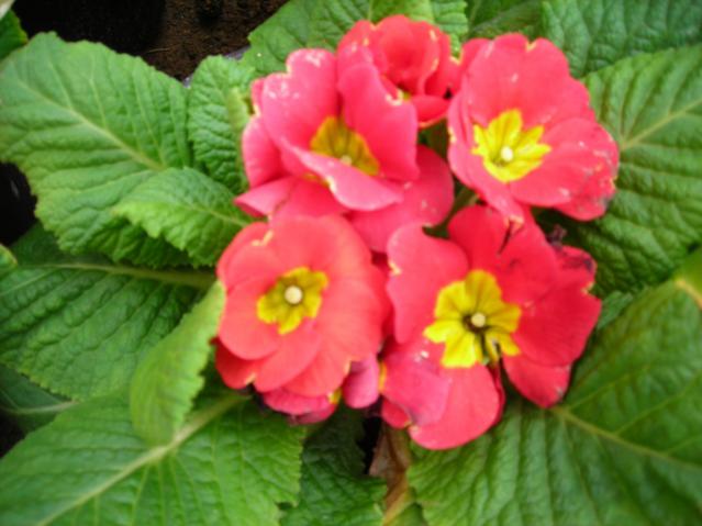 Name:  DSCN4313.jpg
Views: 542
Size:  39.7 KB