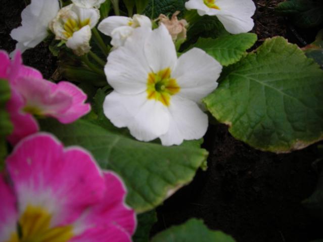 Name:  DSCN4314.jpg
Views: 534
Size:  29.6 KB