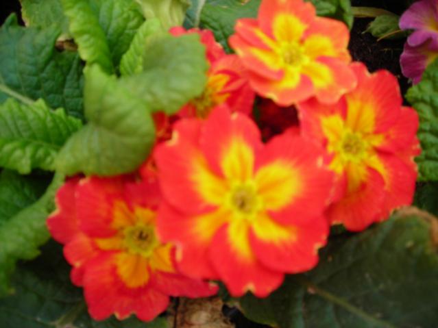 Name:  DSCN4315.jpg
Views: 531
Size:  32.8 KB