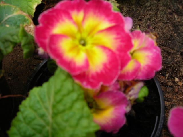 Name:  DSCN4316.jpg
Views: 540
Size:  34.7 KB