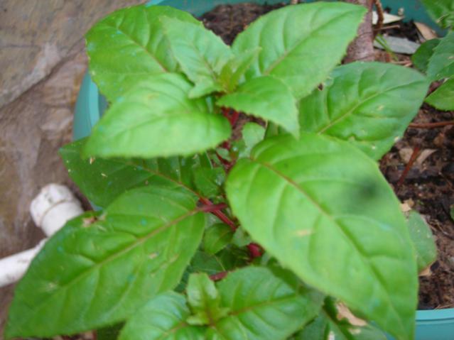 Name:  DSCN4323.jpg
Views: 574
Size:  35.6 KB
