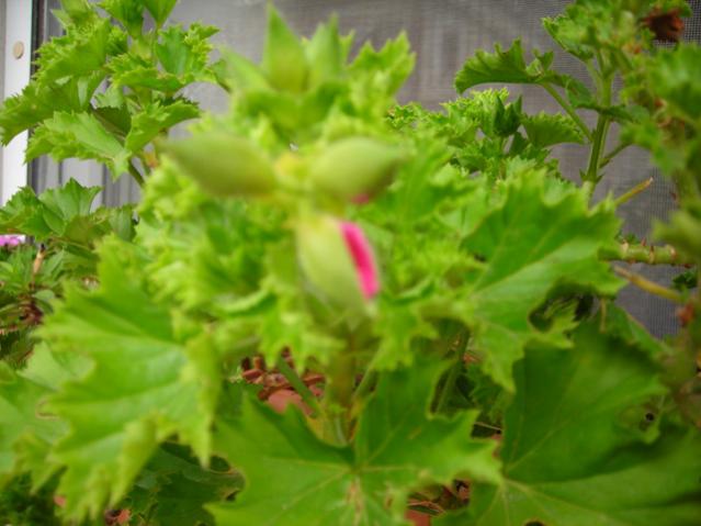 Name:  DSCN4326.jpg
Views: 543
Size:  39.2 KB