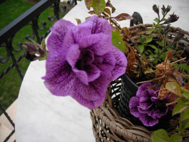Name:  DSCN4327.jpg
Views: 569
Size:  47.0 KB