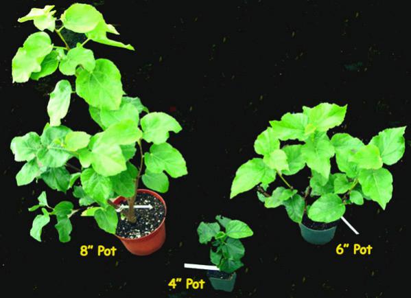 Name:  4_6_8pots.jpg
Views: 621
Size:  34.7 KB