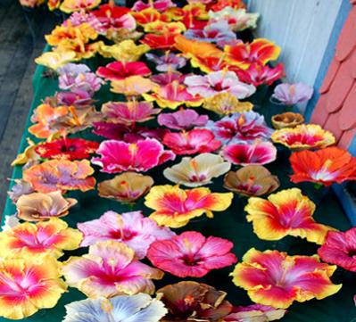 Name:  hibiscusblooms.jpg
Views: 663
Size:  39.3 KB