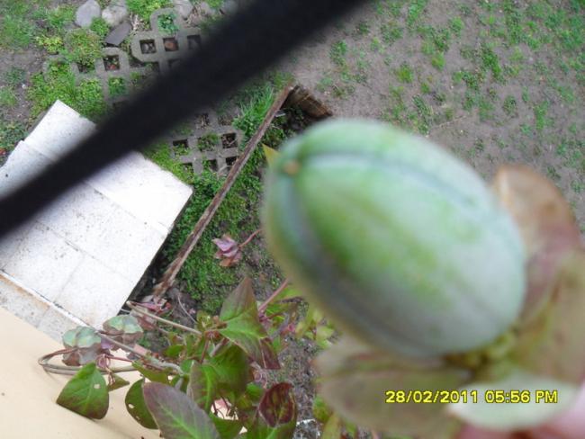 Name:  032.jpg
Views: 1124
Size:  46.4 KB