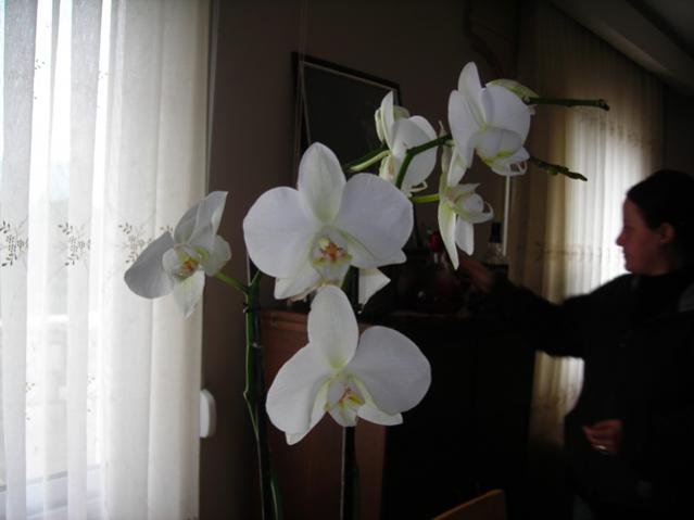 Name:  DSCN4364.jpg
Views: 508
Size:  25.3 KB