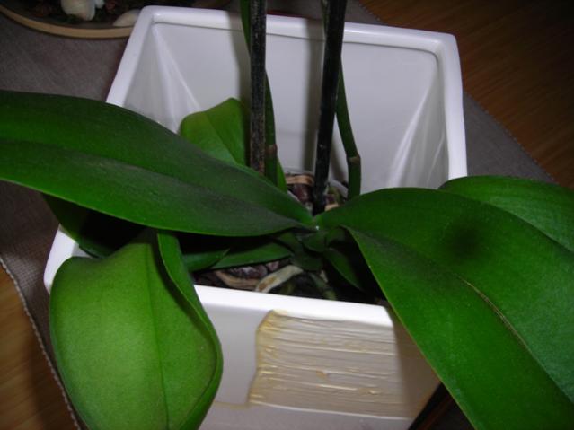Name:  DSCN4371.jpg
Views: 513
Size:  30.3 KB