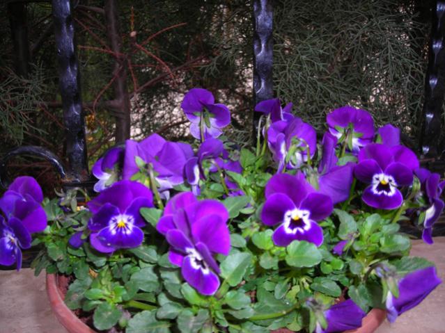 Name:  DSCN4346.jpg
Views: 651
Size:  61.1 KB