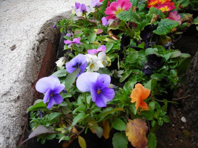 Name:  DSCN4347.jpg
Views: 647
Size:  62.4 KB