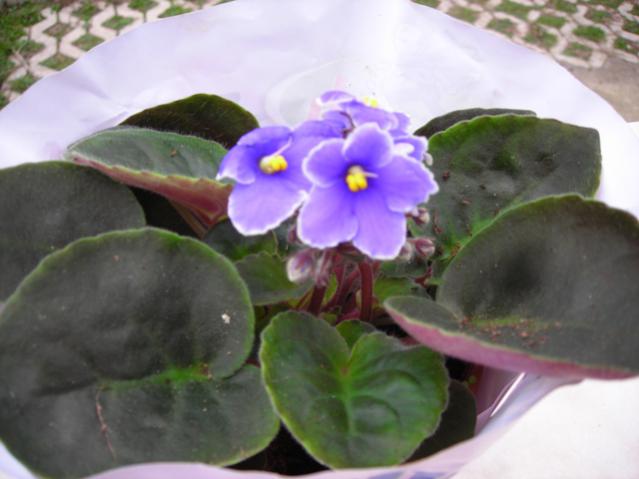 Name:  DSCN4372.jpg
Views: 642
Size:  33.7 KB