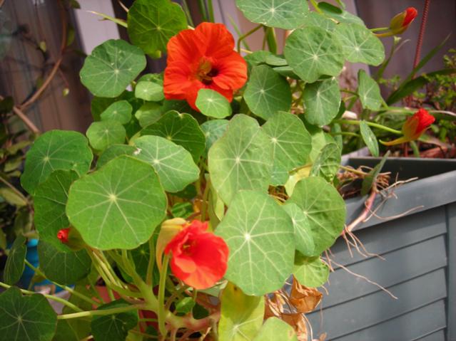 Name:  DSCN4386.jpg
Views: 689
Size:  49.9 KB