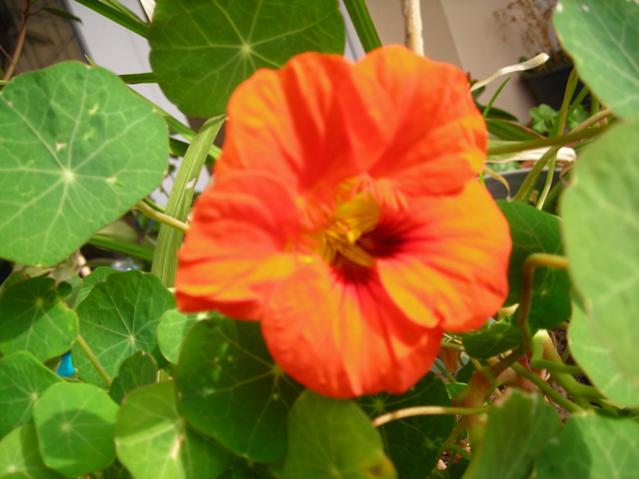 Name:  DSCN4388.jpg
Views: 662
Size:  38.3 KB