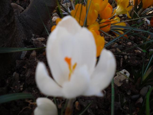 Name:  SDC11880 copy.jpg
Views: 806
Size:  34.0 KB