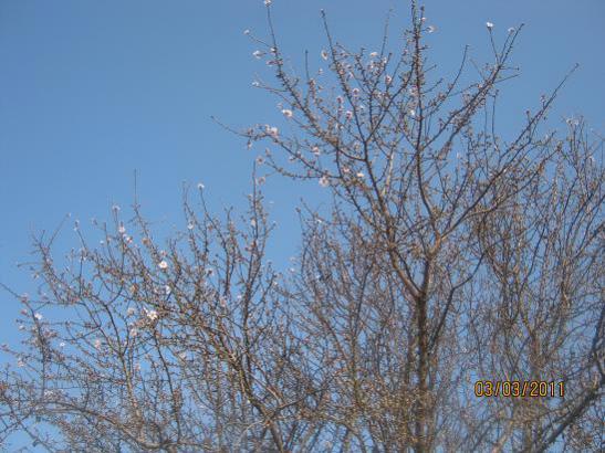 Name:  bahar dal.jpg
Views: 3014
Size:  48.7 KB